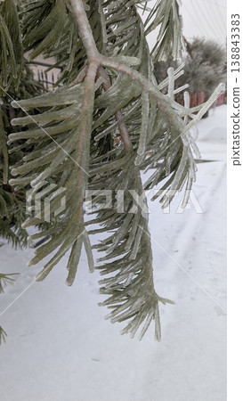 Detailed view of frosted pine needles and icy surroundings Detailed view of frosted pine needles and icy surroundings 138843383