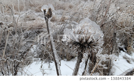 Elegant illustration of thistle with icy glaze and gentle background 138843384