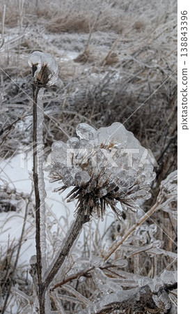 Winter study capturing delicate iceenclosed botanical elements in detail 138843396