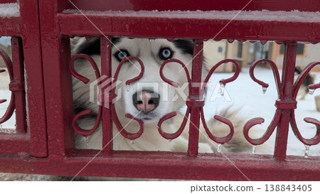 Husky stares through gate. White dog observes with gentle longing Husky stares through gate. White dog observes with gentle longing 138843405