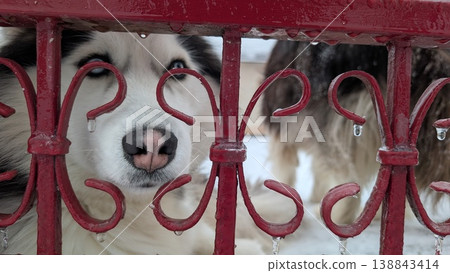 Energetic brown husky presses nose to red fence in lively porch scene Energetic brown husky presses nose to red fence in lively porch scene 138843414