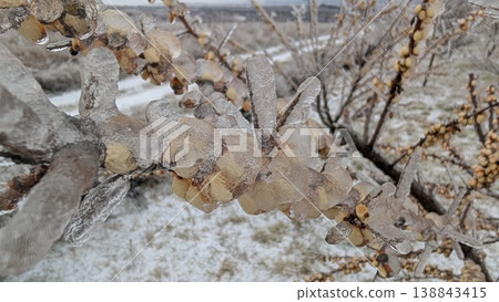 Autumn to winter transition scene with frozen plant debris and moist soil Autumn to winter transition scene with frozen plant debris and moist soil 138843415