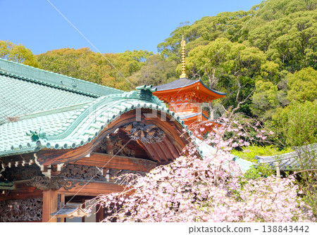 Weeping cherry blossoms and three-story pagoda at Suma-dera Temple in Kobe Weeping cherry blossoms and three-story pagoda at Suma-dera Temple in Kobe 138843442