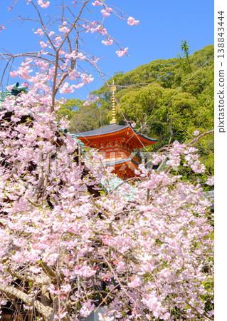 神戶須磨寺的垂枝櫻花和三重塔 神戶須磨寺的垂枝櫻花和三重塔 138843444