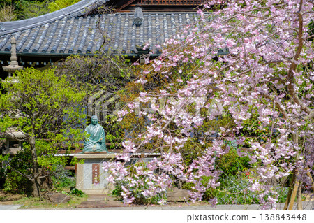 Weeping cherry blossoms at Suma-dera Temple in Kobe Weeping cherry blossoms at Suma-dera Temple in Kobe 138843448