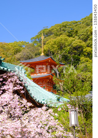 神戶須磨寺的垂枝櫻花和三重塔 神戶須磨寺的垂枝櫻花和三重塔 138843450
