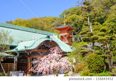神戶須磨寺的垂枝櫻花和三重塔 神戶須磨寺的垂枝櫻花和三重塔 138843452