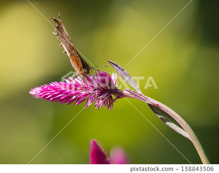 Kitateta smoking flower honey Kitateta smoking flower honey 138843506