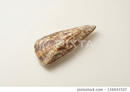 Raw Pen Shell Isolated on Clean Neutral Background 138843587