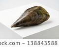 Fresh Pen Shell on White Pedestal Minimal Studio Composition 138843588
