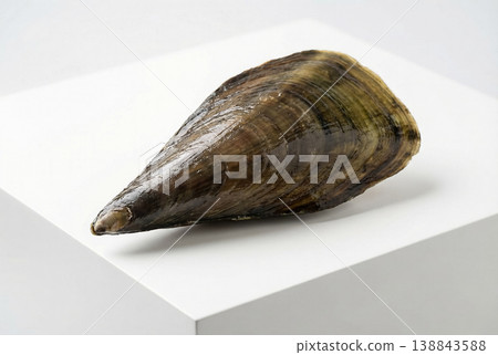Fresh Pen Shell on White Pedestal Minimal Studio Composition Fresh Pen Shell on White Pedestal Minimal Studio Composition 138843588