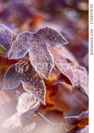 Frost on autumn leaves (Hiruzen Plateau) Frost on autumn leaves (Hiruzen Plateau) 138843639