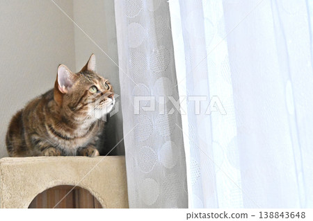 Cat greeting with a high five Cat greeting with a high five 138843648