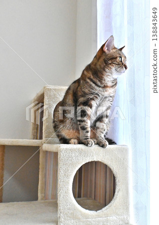 Cat greeting with a high five Cat greeting with a high five 138843649