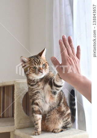 Cat greeting with a high five Cat greeting with a high five 138843657