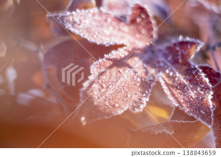 Frost on autumn leaves (Hiruzen Plateau) Frost on autumn leaves (Hiruzen Plateau) 138843659