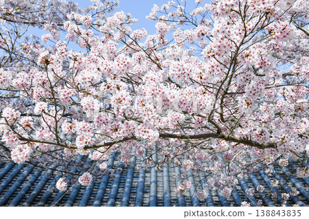 Cherry blossoms at Tsubosaka Temple 138843835