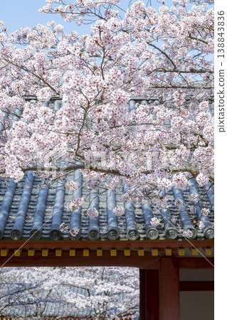 Cherry blossoms at Tsubosaka Temple 138843836