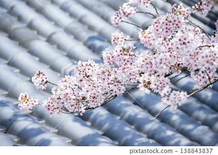 Cherry blossoms at Tsubosaka Temple 138843837