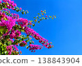 Bougainvillea blooming in the blue sky | Bright resort scenery of the tropics and copy space 138843904