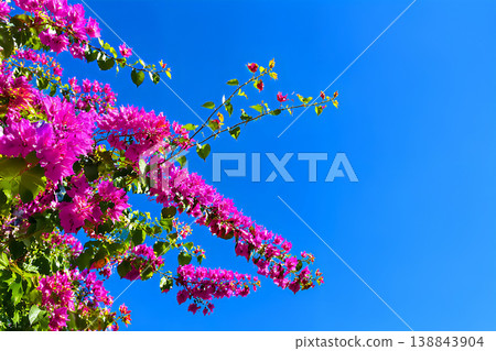 Bougainvillea blooming in the blue sky | Bright resort scenery of the tropics and copy space Bougainvillea blooming in the blue sky | Bright resort scenery of the tropics and copy space 138843904