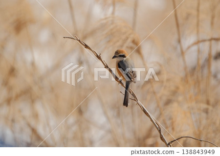 A shrike perched on a branch in a snow-covered meadow. A shrike perched on a branch in a snow-covered meadow. 138843949