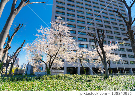 經濟產業省:櫻花盛開 經濟產業省:櫻花盛開 138843955
