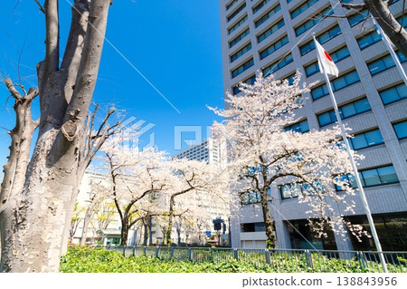 Ministry of Economy, Trade and Industry: Cherry blossoms in full bloom Ministry of Economy, Trade and Industry: Cherry blossoms in full bloom 138843956