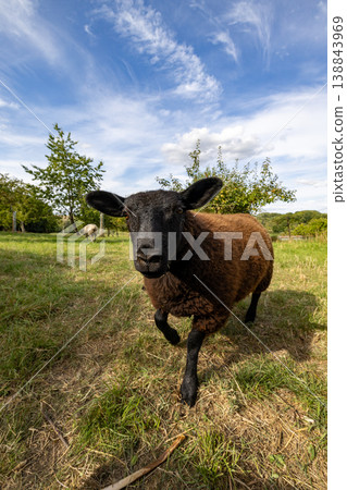 Black sheep confidently approaches in lively farm landscape 138843969