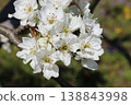 Pear blossoms (Kikusui variety) 138843998