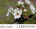 Pear blossoms (Kikusui variety) 138843999