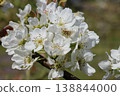 Pear blossoms (Kikusui variety) 138844000