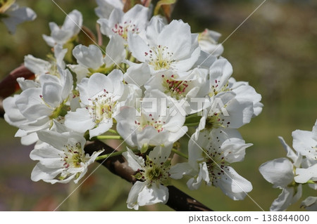 Pear blossoms (Kikusui variety) Pear blossoms (Kikusui variety) 138844000