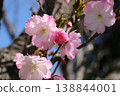 Satozakura Beniho 138844001