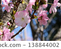 Satozakura Beniho 138844002