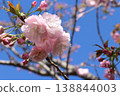 Satozakura Kirin 138844003