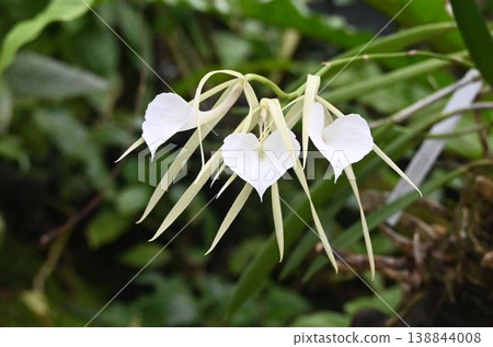 Brasavola nopisa, native to Central America, is a beautiful flower with a white, heart-shaped labellum, linear sepals, and lateral petals. 138844008