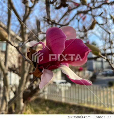 紫色的玉蘭花 138844048