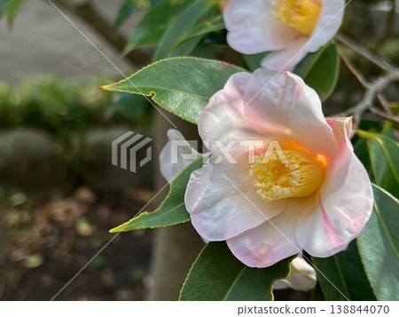 A scene of pale pink camellia flowers and camellia flowers with pink variegation. A scene of pale pink camellia flowers and camellia flowers with pink variegation. 138844070