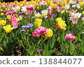 Tulip field 138844077
