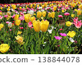Tulip field 138844078