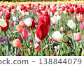 Tulip field 138844079