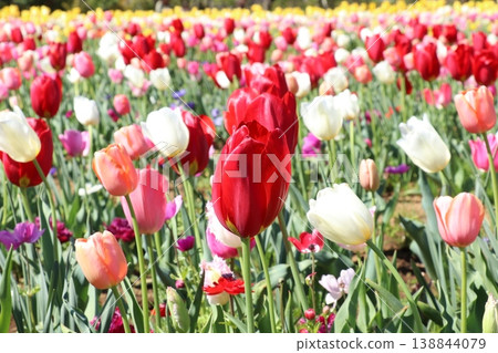 Tulip field Tulip field 138844079