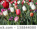 Tulip field 138844080