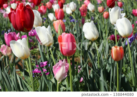 Tulip field Tulip field 138844080