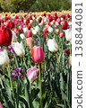 Tulip field 138844081