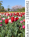 Tulip field 138844082