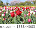 Tulip field 138844083
