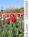 Tulip field 138844084