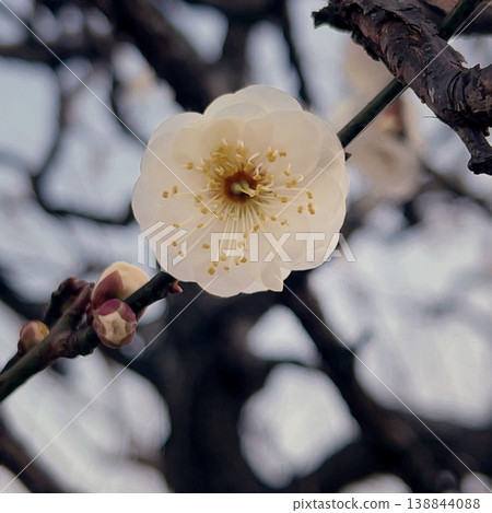 預示著春天來臨的梅花，早開的白色梅花，芬芳的白色花朵 138844088